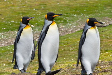 Three King Penguins Out for a Stroll at Volunteer Point, Falkland Islands