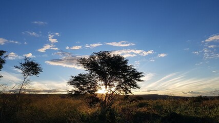 sunset in the forest