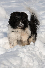 PON-Schapendoes Mix have fun running and playing in snow