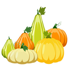 Farmer food, colorful pumpkins. Flat design. Vector illustration