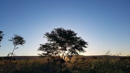 tree at sunset