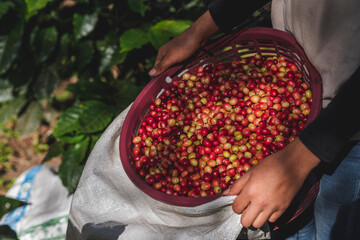 mujer sosteniendo una cesta con café recién recolectado