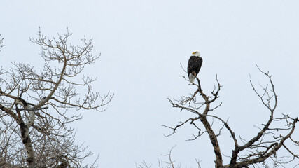 Bald Eagle in Bozeman, MT, Winter Season Wildilfe