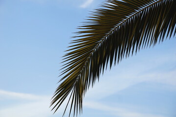 Fototapeta premium Palm leaf tropical background with free copy space