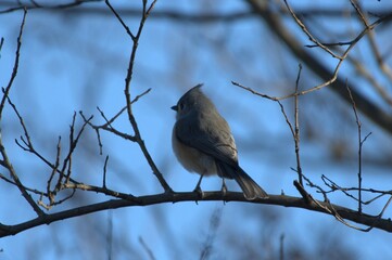 Titmouse baby bird