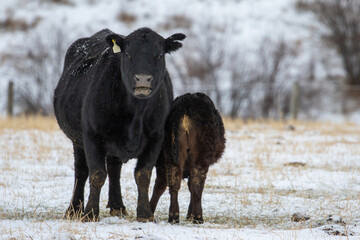 Baby Cow Having Milk in the Snow