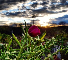 red rose in the sunset