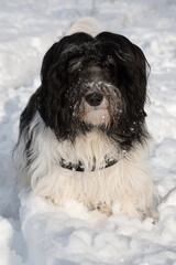 PON-Schapendoes Mix have fun running and playing in snow