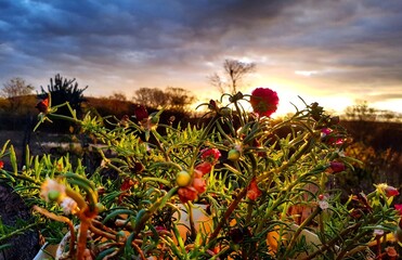 poppy field at sunset