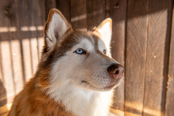 Adorable red husky dog with different eyes color © ilyaska