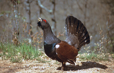 A male specimen of the Cantabrian capercaillie (Tetrao urogallus cantabricus), a subspecies of the...