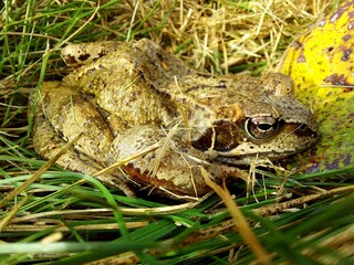 Green frog sitting in the grass