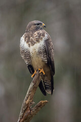 Buse variable Buteo buteo sous la pluie