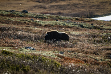musk ox in norway in dovrefjell relaxing in autumn