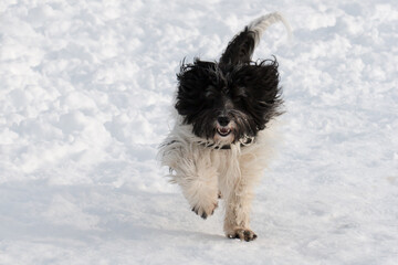 PON-Schapendoes Mix have fun running and playing in snow