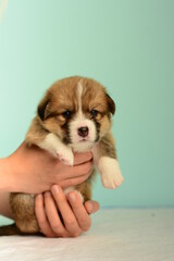 Photo of a Pembroke Welsh Corgi puppy in red colors, for the exhibition on a gray background. friendly dog, smiling and happy