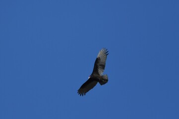 Condor bird vulture