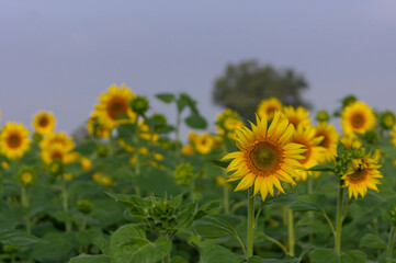 Dadegal, Karnataka, India - November 6, 2013: Closeup of blooming sunflower in front of faded others mixes yellow and green under light blue cloudscape. 