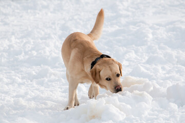 Labrador male sniffing joyfully in the snow