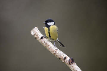 Mésange charbonnière Parus major perchée sur branche de bouleau