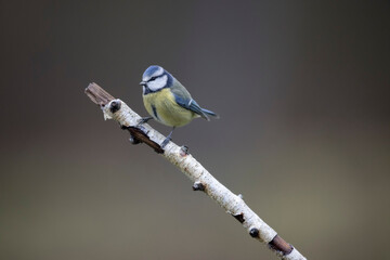 Mésange bleue Cyanistes caeruleus perchée sur branche de bouleau