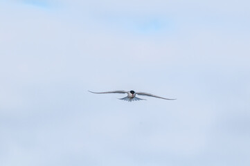 Arctic Tern (Sterna paradisaea) in Barents Sea coastal area, Russia
