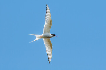 Arctic Tern (Sterna paradisaea) in Barents Sea coastal area, Russia