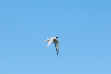 Arctic Tern (Sterna paradisaea) in Barents Sea coastal area, Russia