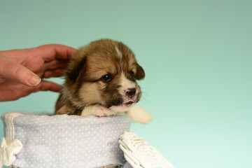 Photo of a Pembroke Welsh Corgi puppy in red colors, for the exhibition on a gray background. friendly dog, smiling and happy