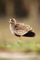 The African wattled lapwing or Senegal wattled plover (Vanellus senegallus) in the bush. A small African water bird with a red forehead, a yellow beak and lobes along its head.