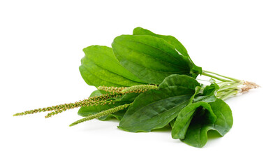 Plantain with flower. © ANASTASIIA