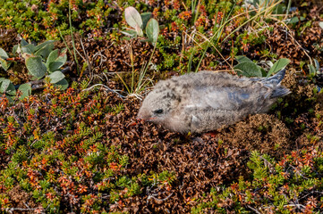Arctic Tern (Sterna paradisaea) chick at colony in Barents Sea coastal area, Russia