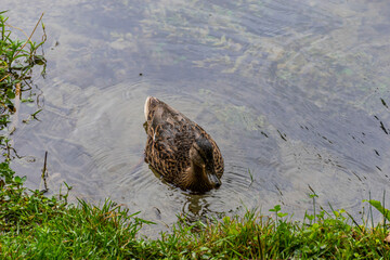 ducks on the lake