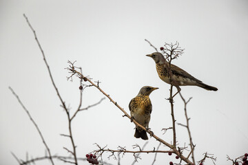 Grive litorne Turdus pilaris dans des haies