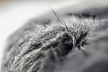 
the snow melts on the fur
