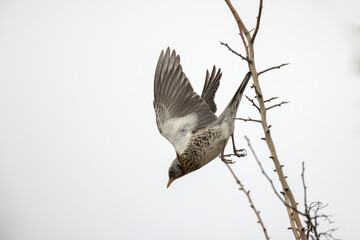 Grive litorne Turdus pilaris dans des haies