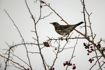 Grive litorne Turdus pilaris dans des haies