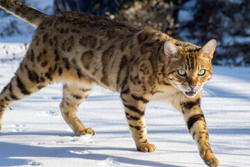 Bengal cat in snowy weather