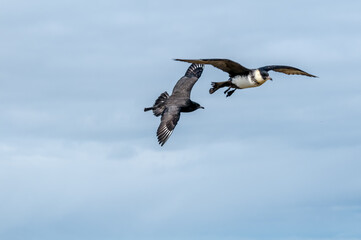 Pomarine Jaegers (Stercorarius pomarinus) in Barents Sea coastal area, Russia