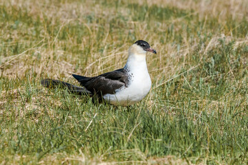 Pomarine Jaeger (Stercorarius pomarinus) in Barents Sea coastal area, Russia