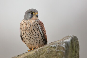 Kestrel