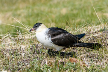 Pomarine Jaeger (Stercorarius pomarinus) in Barents Sea coastal area, Russia