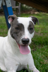 White pitbull mix dog with grey eye patches and beautiful eyes on grassy field
