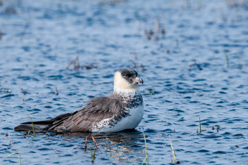 Pomarine Jaeger (Stercorarius pomarinus) in Barents Sea coastal area, Russia