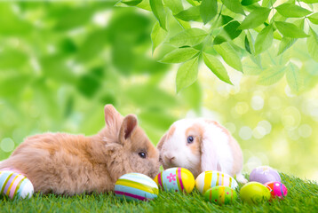Two cute easter bunnies sitting on green fresh meadow with colorful ,decorated easter eggs in nature landscape with green leaves in green,fresh park with bokeh background.