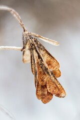 dry branch against the sky