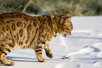 Bengal cat in snowy weather
