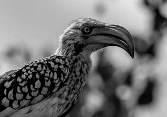 An angry looking bird in Kruger Nationalpark in South Africa.