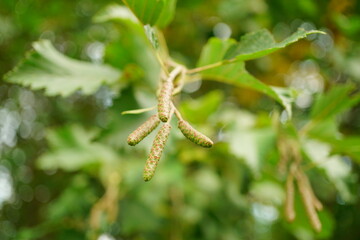 Fototapeta premium Macro photography of seeds with copy space 
