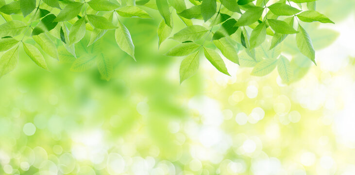 Fresh,green,branches and leaves of trees in park hanging in front of lights and bokeh and sun rays in nature landscape.